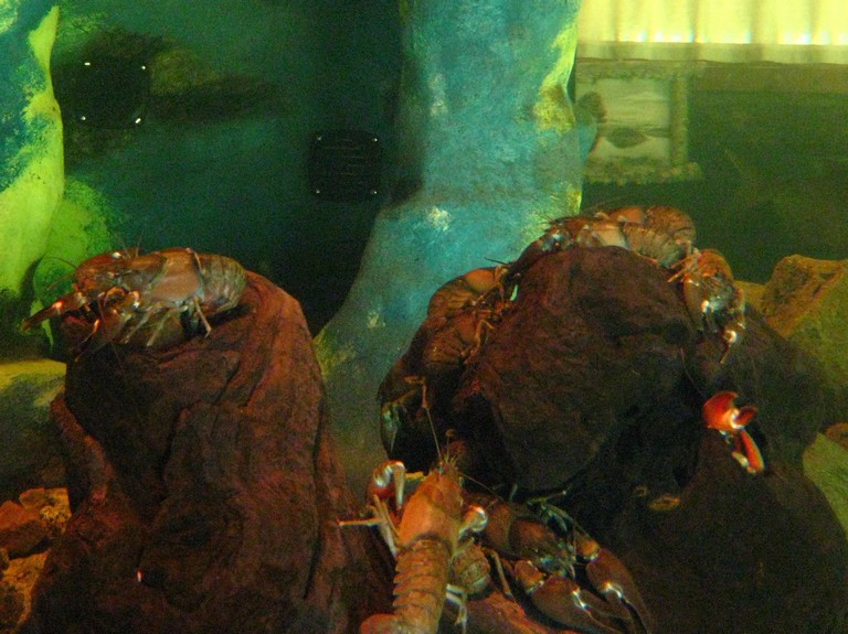 Kr�ftor i akvarium p� Sj�n Sommens Naturum p� Torp�n i Ydre